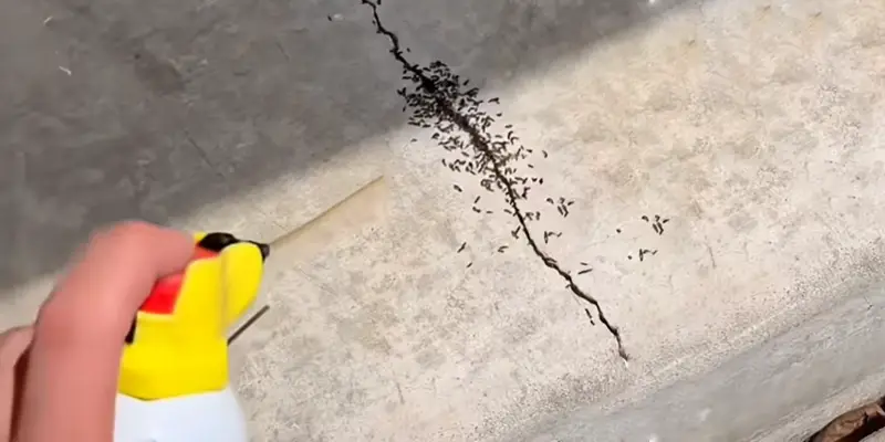 Ant Control & Colony Elimination in Owasso, OK