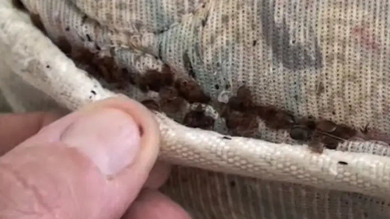 Bed Bug Inspection and Treatment in Owasso