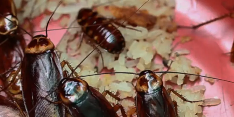 Restaurant Pest Control in Owasso, OK