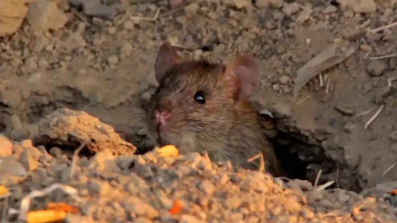 Rodent Control and Exclusion in Owasso